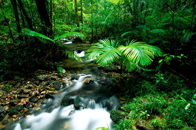 Daintree Rainforest, Mossman Gorge Small-Group from Port Douglas - The Daintree Ice Cream stop is optional