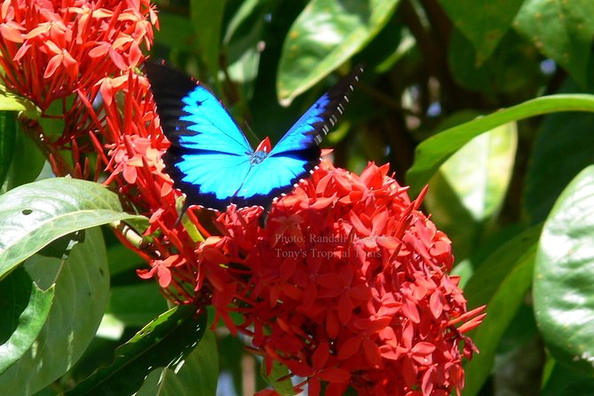 Daintree Rainforest, Mossman Gorge Small-Group from Port Douglas - Mossman Gorge gives you a strong start
