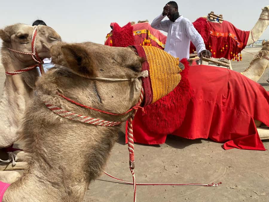 Doha: Desert safari + FREE camel ride from CRUISE TERMINAL - A Bedouin welcome, camel ride, and first photographs