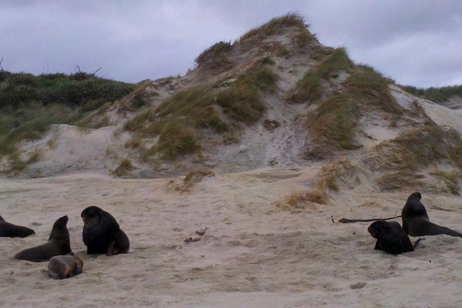 Dunedin Shore Excursion: Small-Group Tour of Dunedin and the Otago Peninsula - Why this Dunedin tour works well from a cruise ship