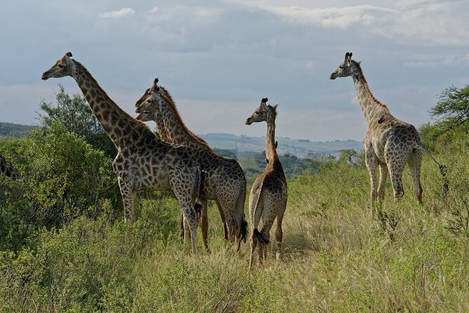 Durban Shore Excursion: Private Small Group Tala Game Reserve - What the two-hour game drive is really like