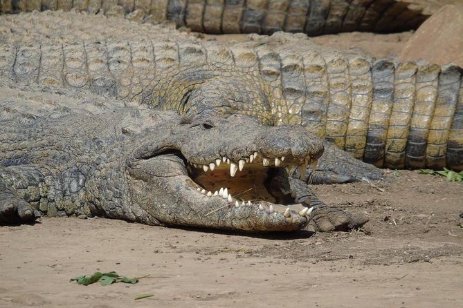 Durban Shore Excursion: Valley of 1000 Hills and PheZulu Tour - Leaving Durban for the Valley of 1000 Hills