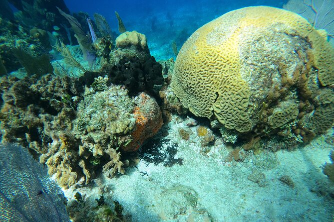 El Cielo and Snorkeling for Cruise Ship Passengers - What this Cozumel snorkel trip is really about