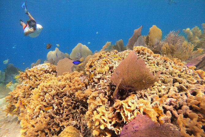 El Cielo and Snorkeling for Cruise Ship Passengers - Starting at El Cid La Ceiba at 10:30 am