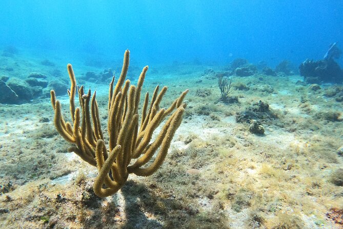 El Cielo and Snorkeling for Cruise Ship Passengers - Who should book this half-day outing?
