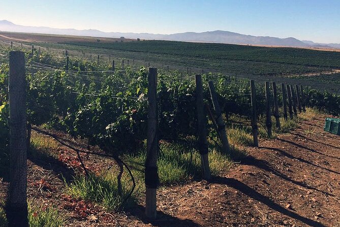 Ensenada Shore Excursion: Wine and Cheese Tour with Lunch in Ojos Negros Valley - What the private format is worth at $235