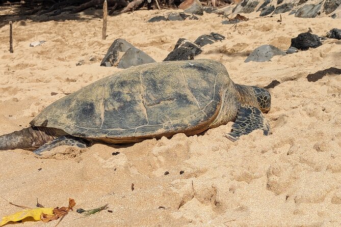 Famed North Shore Tour - Shark’s Cove: Snorkeling When the Sea Is Calm