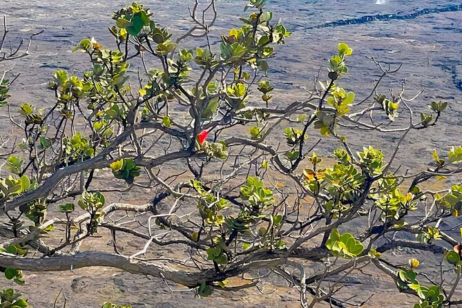 Fat Tire E-Bike Tour for Cruise Guests - Volcanoes National Park - Cruise passengers should watch the clock