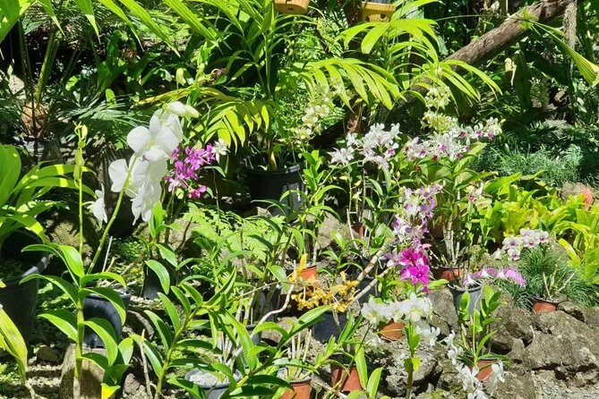 Fiji Lautoka Shore Excursions Tour - Who will enjoy this shore excursion most