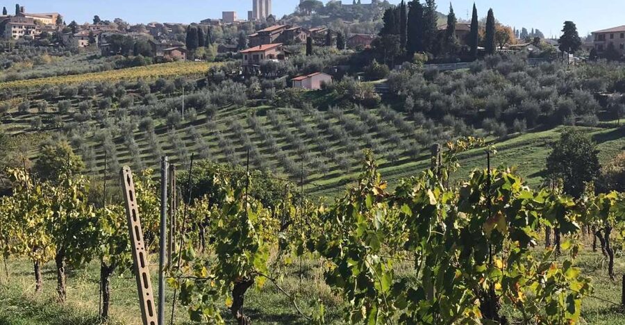 From Livorno: Shore Excursion to Chianti and San Gimignano - Lunch Among Antinori Vineyards