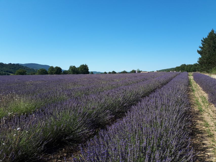 From Marseille: Valensole Lavenders Tour from Cruise Port - From Marseille’s cruise port to the Plateau de Valensole