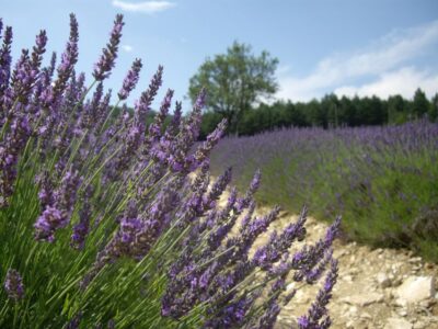 Valensole Lavenders Tour from Cruise Port