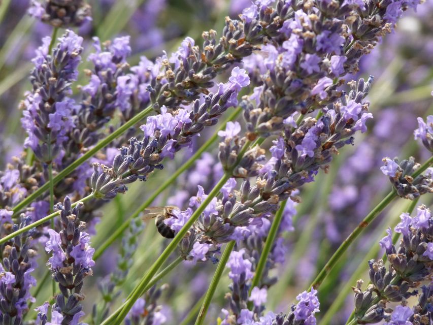 From Marseille: Valensole Lavenders Tour from Cruise Port - Who will enjoy this shore excursion?