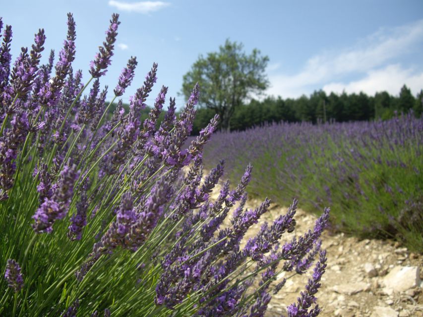 From Marseille: Valensole Lavenders Tour from Cruise Port - Finding the best lavender views