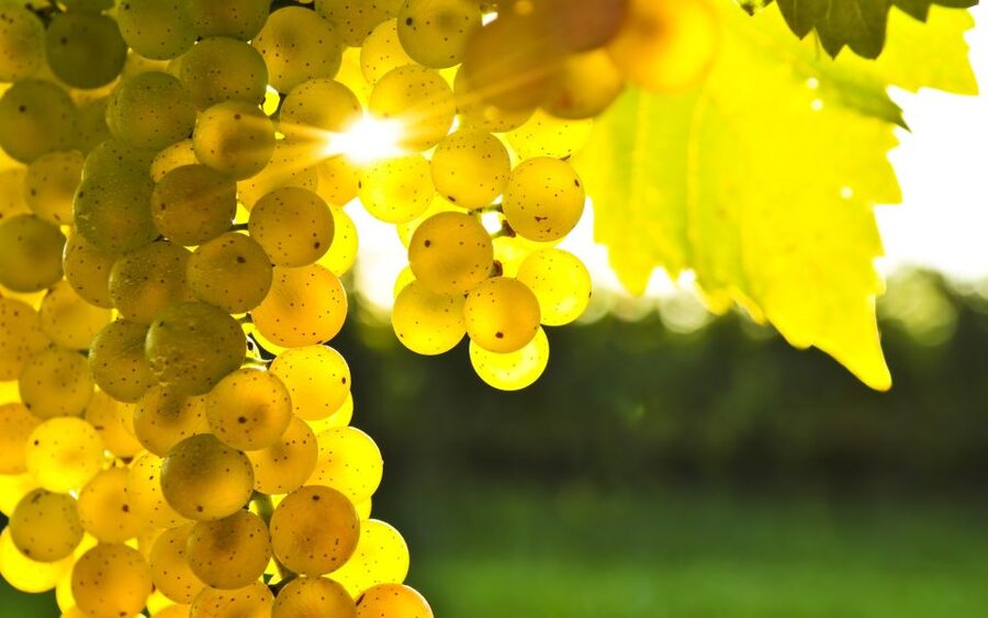 From Picton: Marlborough Wine Trip Shore Excursion - Lunch at a vineyard restaurant