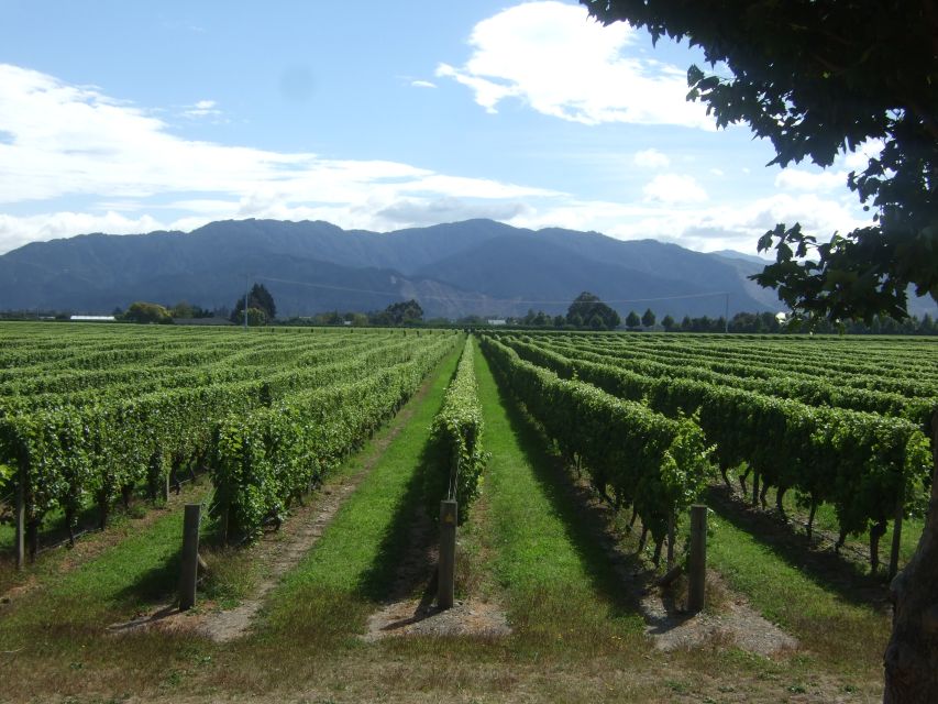 From Picton: Marlborough Wine Trip Shore Excursion - Who should book this excursion?