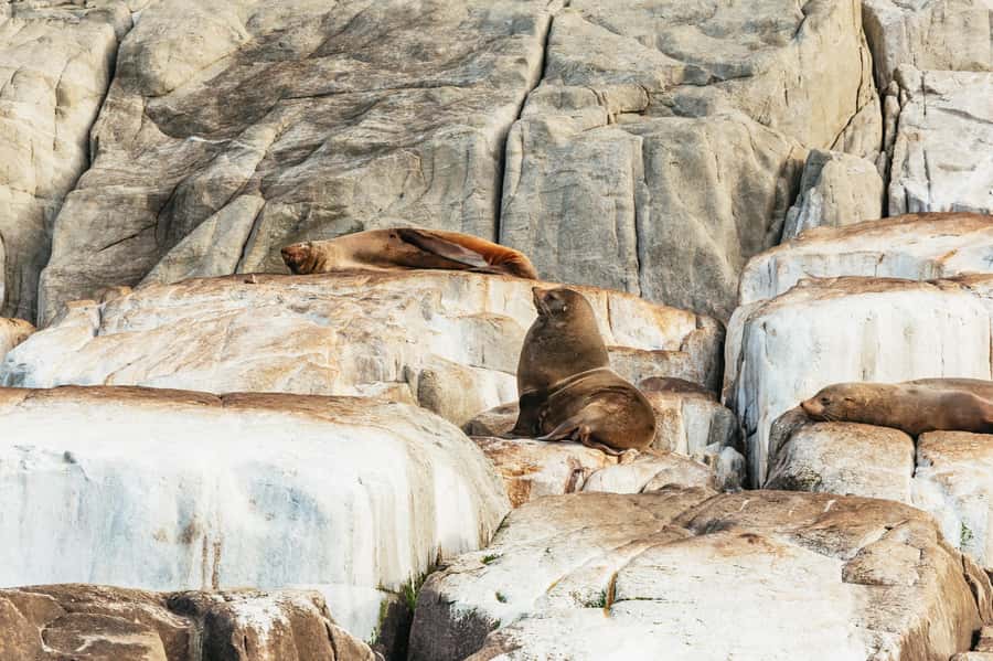 From Port Arthur: Tasman Island Wilderness Cruise - Caves, arches, waterfalls and blowholes