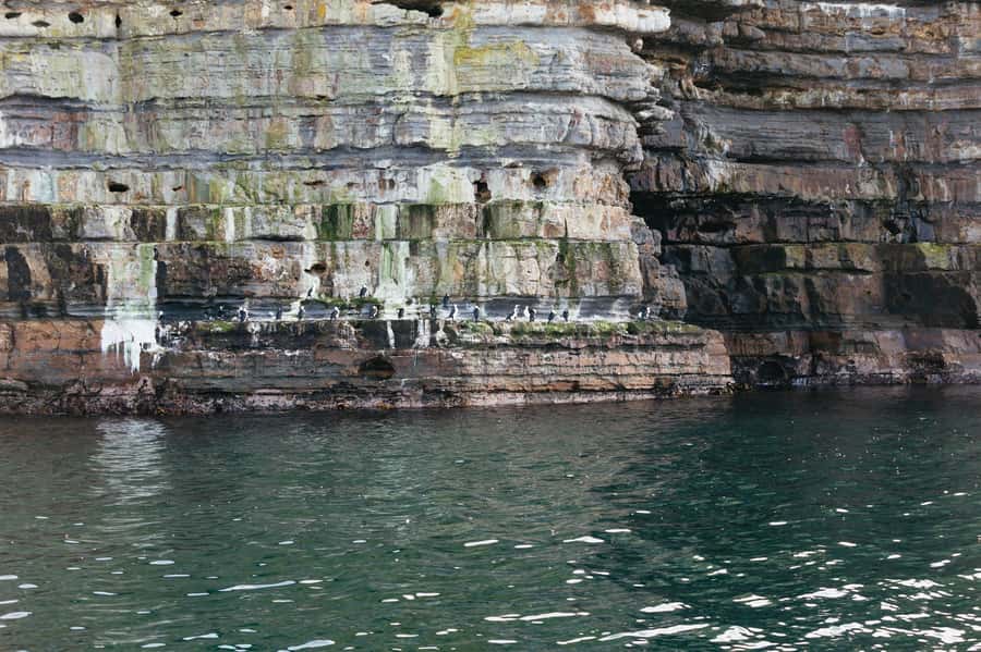From Port Arthur: Tasman Island Wilderness Cruise - Seals, dolphins and ocean birds