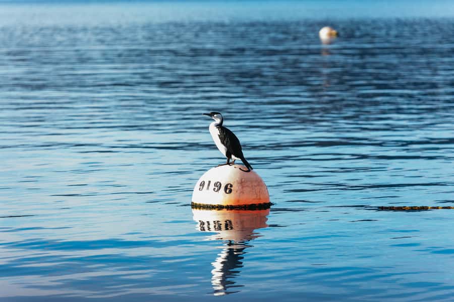 From Port Arthur: Tasman Island Wilderness Cruise - How the weather changes the experience