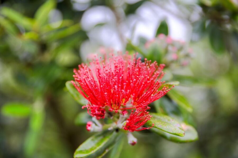 From Port Chalmers: Small Group Castle, Coast & City Tour - Port Chalmers to Dunedin: a quick introduction to the city