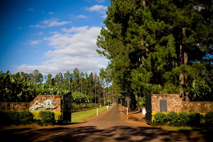 From Port Douglas: Atherton Tablelands Adventure - Gallo Dairyland brings cheese and chocolate