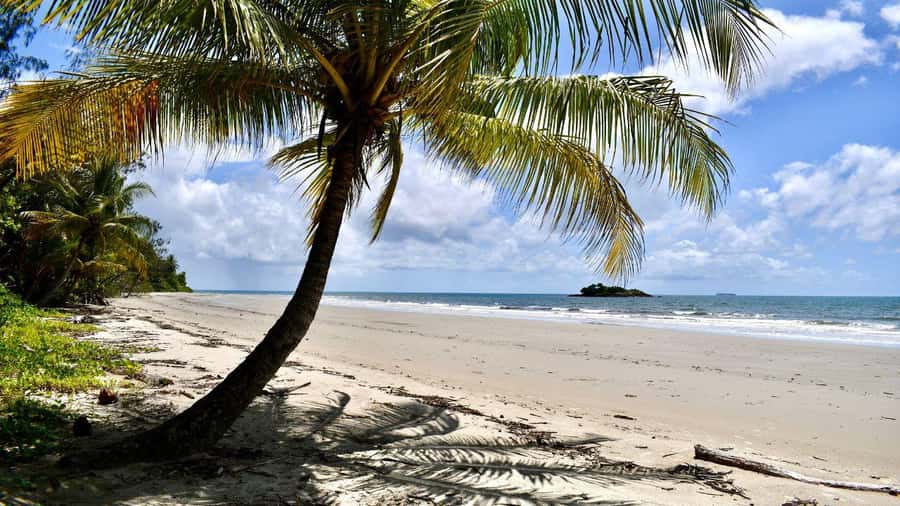 From Port Douglas: Daintree Rainforest & Mossman Gorge Tour - Lunch and the Cape Tribulation section