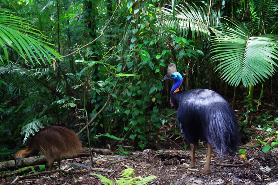 From Port Douglas: Daintree Rainforest & Mossman Gorge Tour - Who should book this Daintree tour?