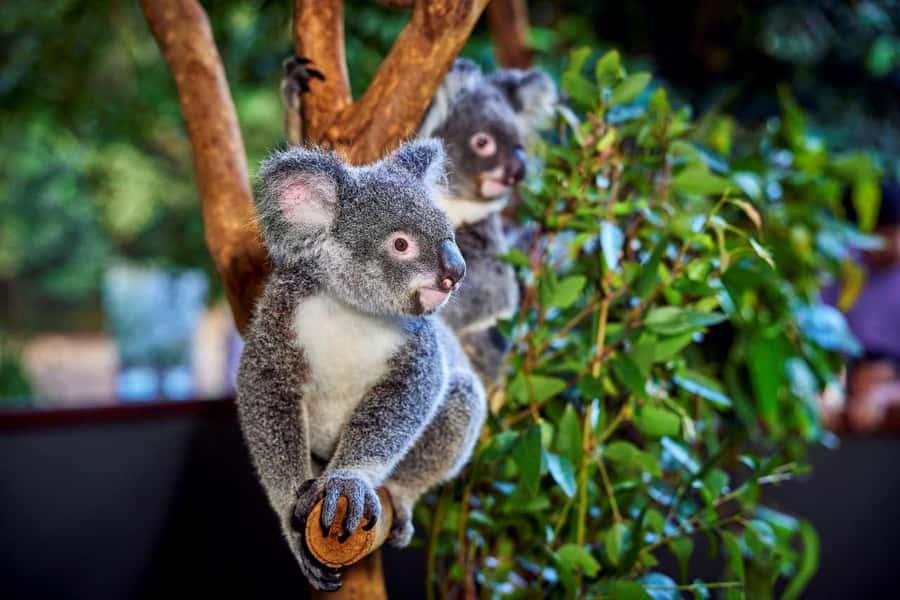 From Port Douglas: Hartley's Crocodile Park, Skyrail & Train - Why this Port Douglas day works