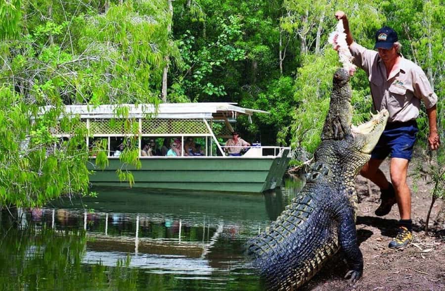 From Port Douglas: Hartley's Crocodile Park, Skyrail & Train - Hartley’s Crocodile Adventures: start with the jaws