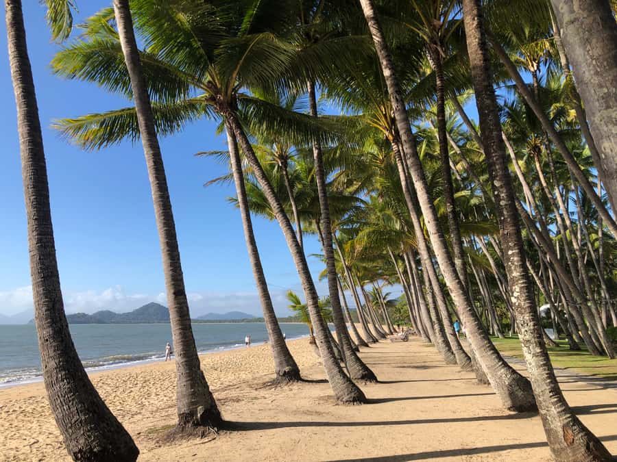 From Port Douglas: Kuranda via Scenic Rail or Skyrail Option - Two hours among Kuranda markets and cafes