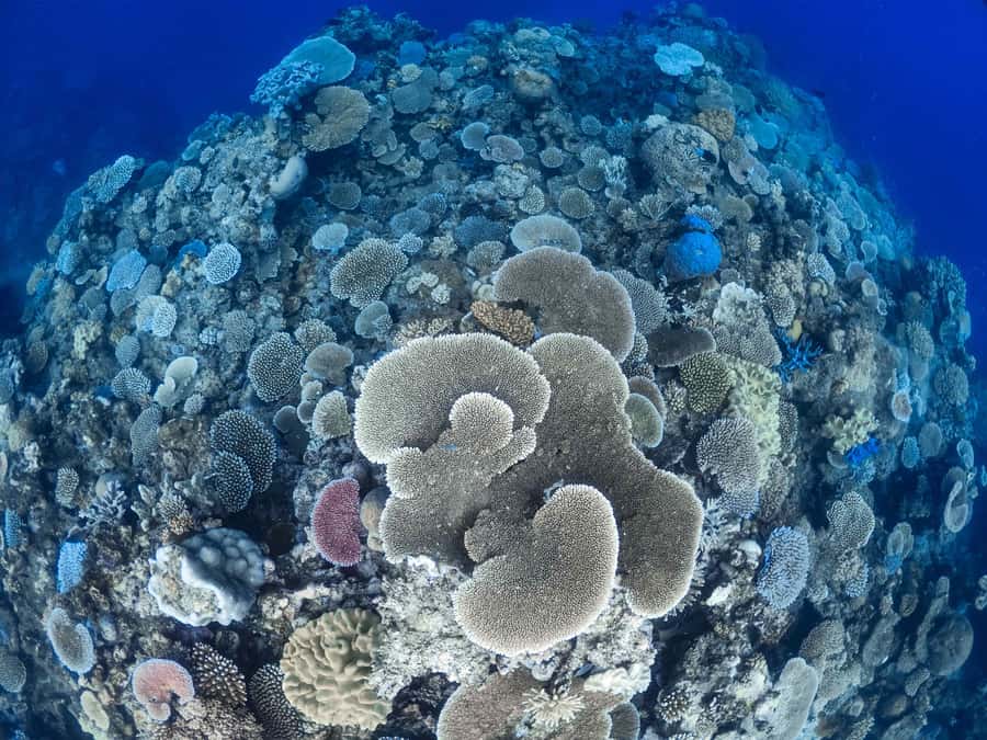 From Port Douglas: Outer Reef Cruise by Luxury Catamaran - Is $240 good value for a nine-hour reef day?