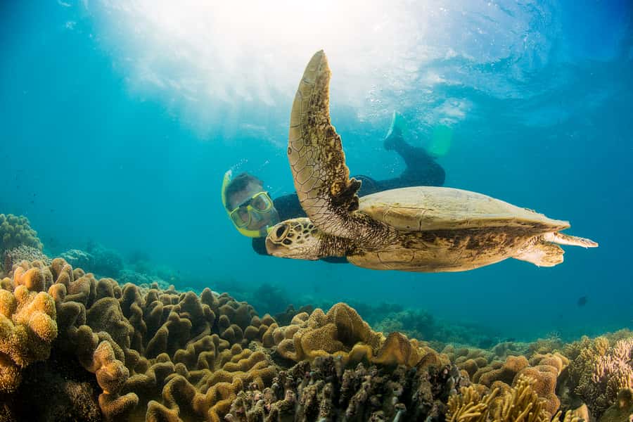 From Port Douglas: Sail to Low Isles Great Barrier Reef - Key points at a glance