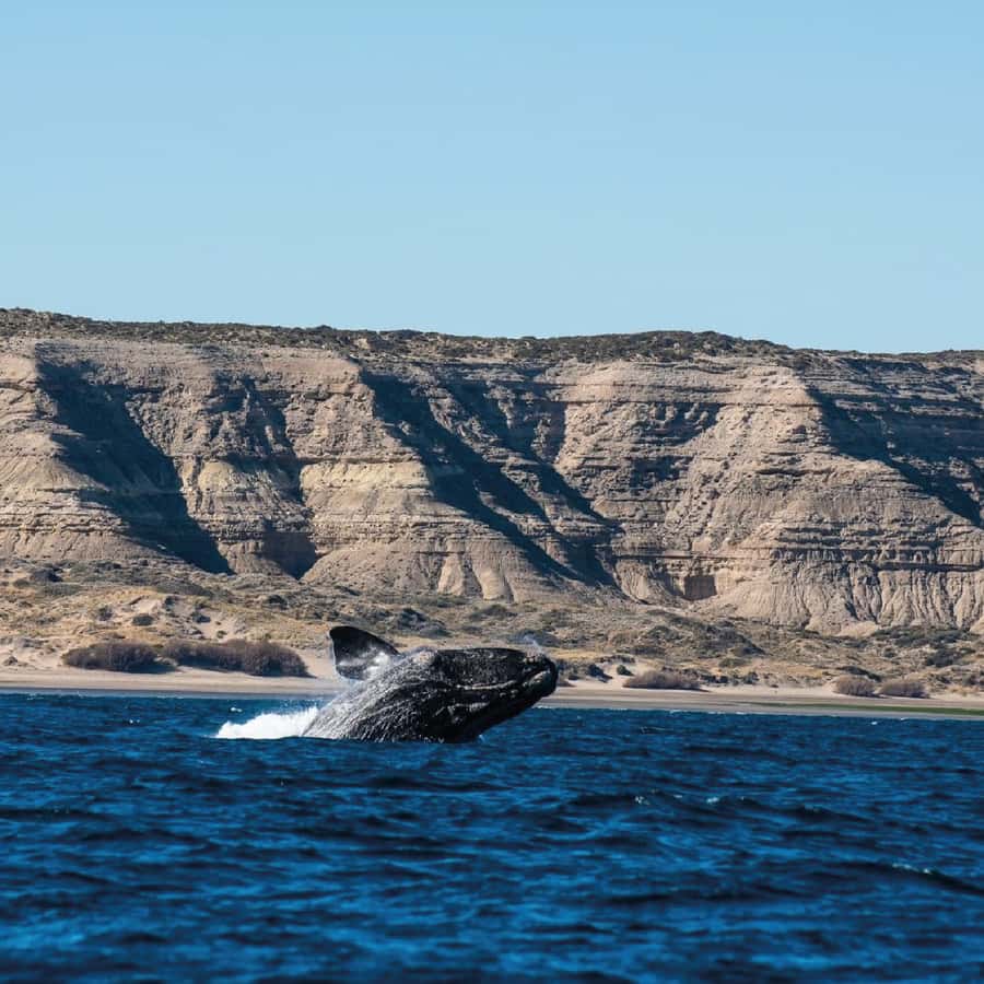 From Puerto Madryn: Peninsula Valdés Shore Excursion - Key points to know before booking