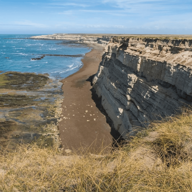 From Puerto Madryn: Peninsula Valdés Shore Excursion - What wildlife you can really expect