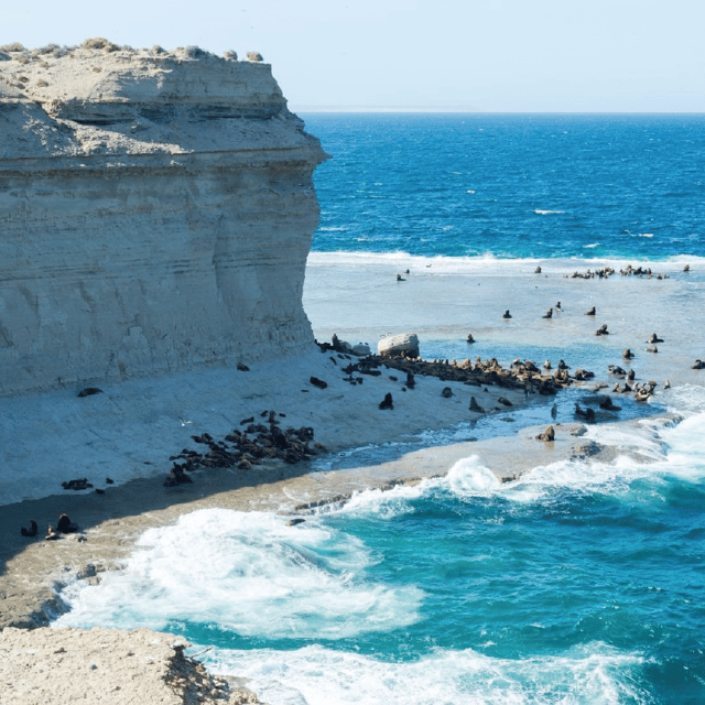 From Puerto Madryn: Peninsula Valdés Shore Excursion - The shore excursion timing deserves serious attention