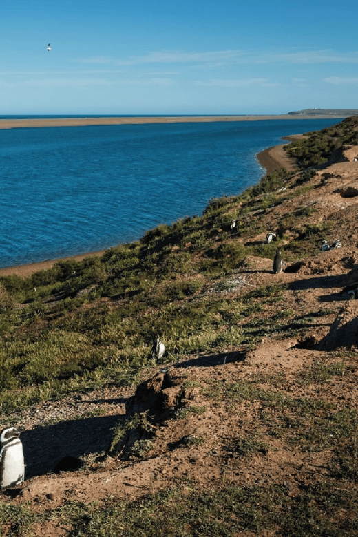 From Puerto Madryn: Peninsula Valdés Shore Excursion - What the $112 price really includes