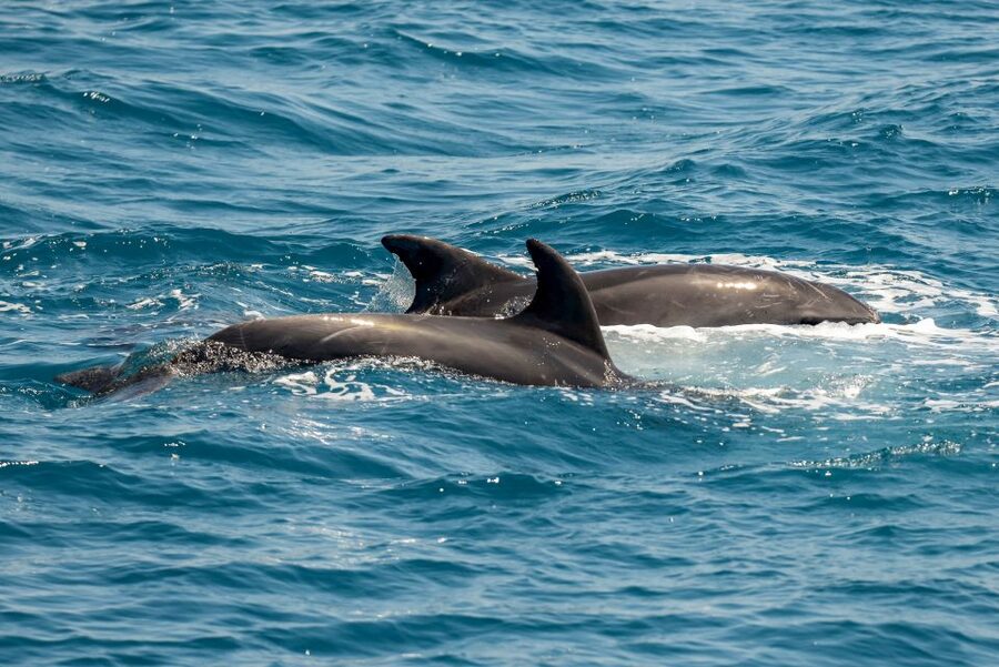 From the Port of Kos: Full Day Boat Cruise to 3 Islands - Who should book this Kos cruise