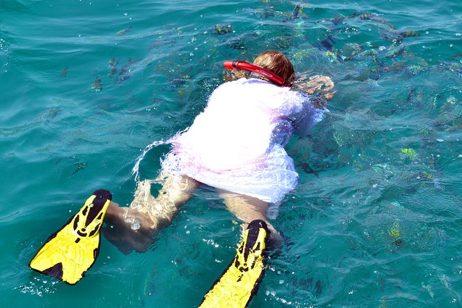 Full Day Dhow Cruise to Khor Sham with lunch & Snorkeling (Shore excursions) - Watching for dolphins at the fjord entrance