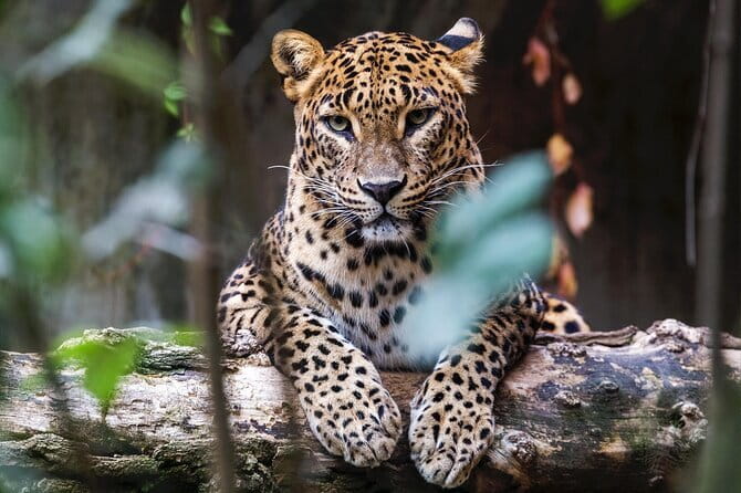 Galle ALL INCLUDED Tour from Hambantota Port (Shore excursions) - What the $95 package really covers