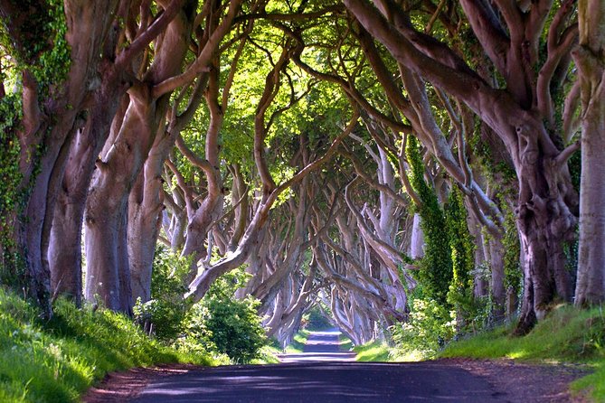 Giants Causeway, Belfast - Private Shore Excursion - Choosing Carrick-a-Rede or the Dark Hedges