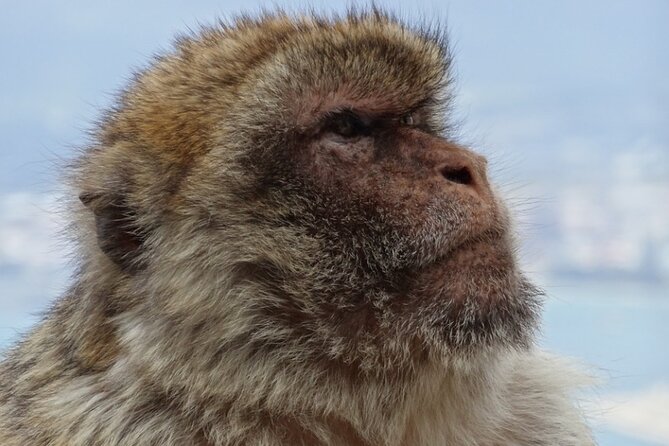 Gibraltar Shore Excursion: The Original Rock, Shop & Caves Tour - Guides can rescue a rushed schedule