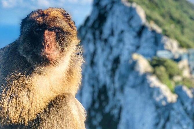 Gibraltar Sightseeing : Classic Shore Excursion (Private) - What the Private Minivan Changes