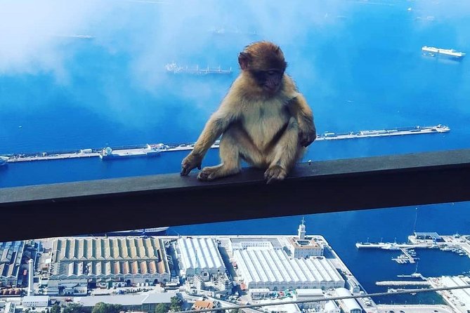 Gibraltar Sightseeing : Extended Rock Tour / Shore Excursion (Private) - Barbary macaques are a highlight, not a photo prop