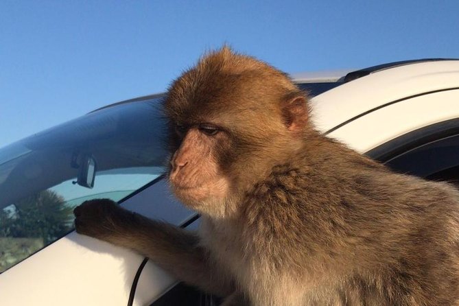 Gibraltar Sightseeing: Premium Rock Tour / Shore Excursion (Private) - St. Michael’s Cave and the first macaques