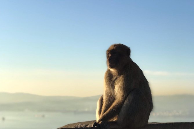 Gibraltar Sightseeing: Premium Rock Tour / Shore Excursion (Private) - Meeting the Barbary macaques responsibly