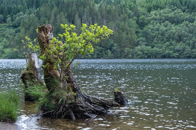 Glasgow Shore Excursion: - Loch Lomond - Stirling Castle - Aberfoyle: lunch and a village walk