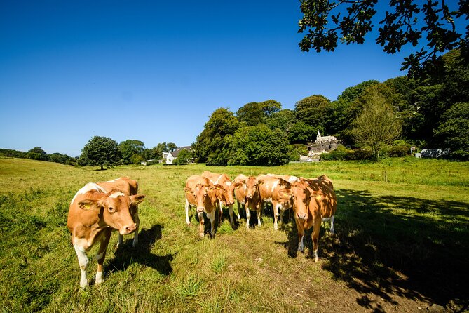 Guernsey: Half-Day Island Shore Excursion Tour - What the $47 price buys you