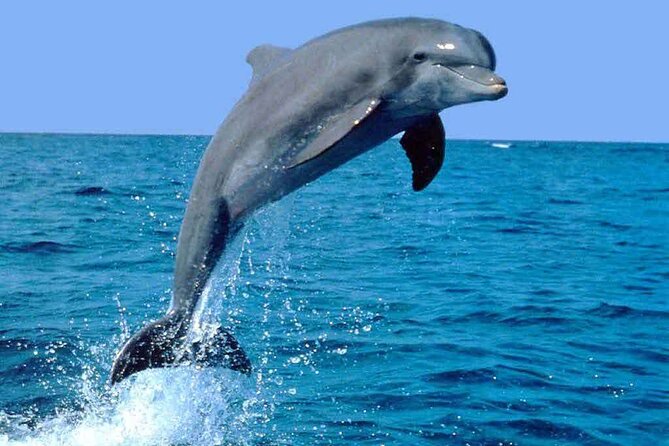 Half Day Dhow cruise to Telegraph Island (Shore excursions) - Dolphin watching on the open water