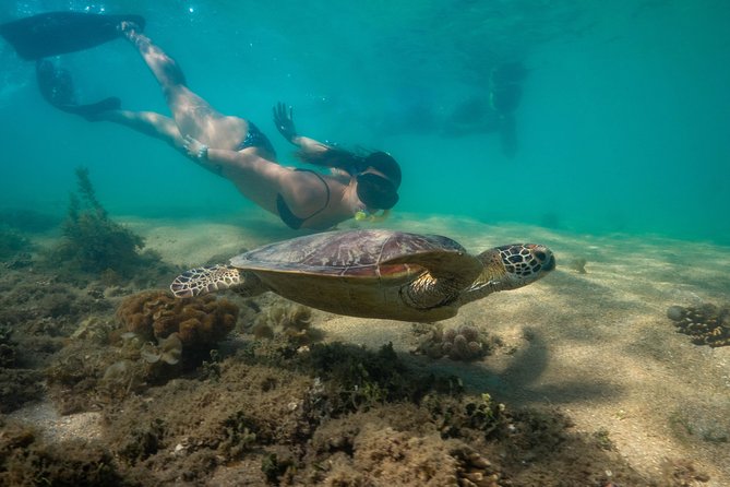 Half Day Low Isles Snorkelling Tour from Port Douglas - Price and what you receive for $175.72