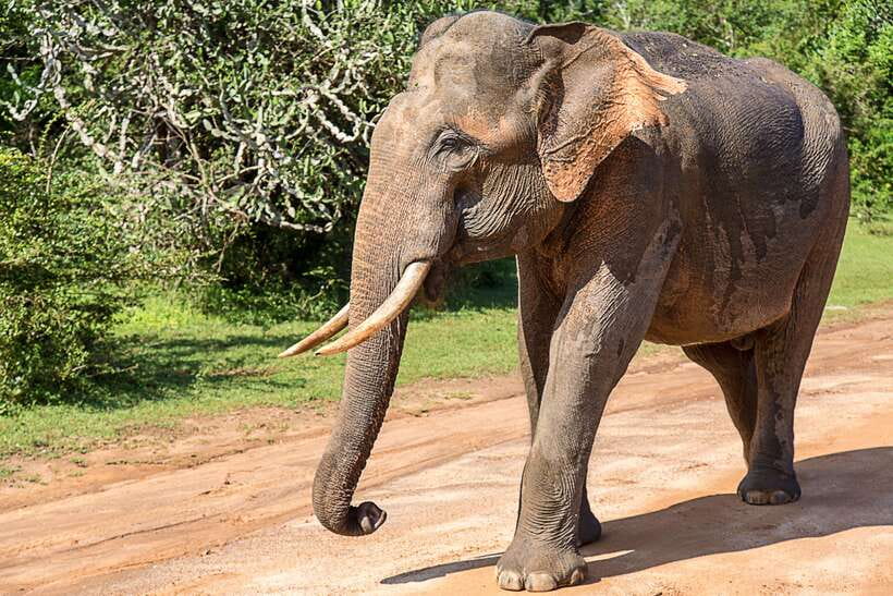 Hambantota Port: Yala National Park Safari (Shore Excursion) - Key points to know before booking
